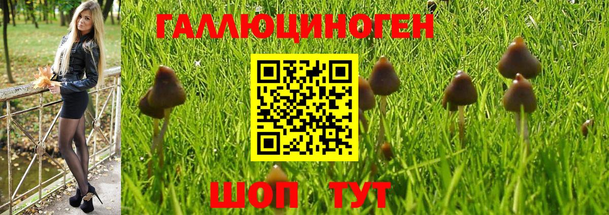 купить   Вход с VPN  Борисоглебск  Псилоцибиновые грибы Psilocybe 
